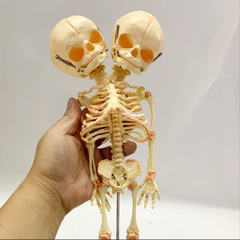 1:1 Copil cu Cap Dublu Model Craniu Schelet Uman Modele de Anatomie Display de Predare Studiu Anatomic Halloween Decor Acasă 37CM