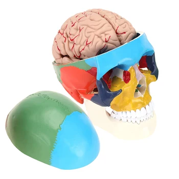 1:1 Colorate Craniu Uman Schelet cu Creierul Modelului Anatomic, Detașabil, 8 Piese Stem Anatomie Medicale Instrumente de Predare