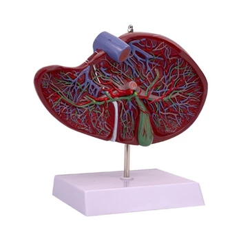 J6PA Anatomice Model de Ficat Prezinta Detalii de Sânge de Ficat Sistemului Vascular, Viața Dimensiunea Ficatului Anatomia Model pentru Spital
